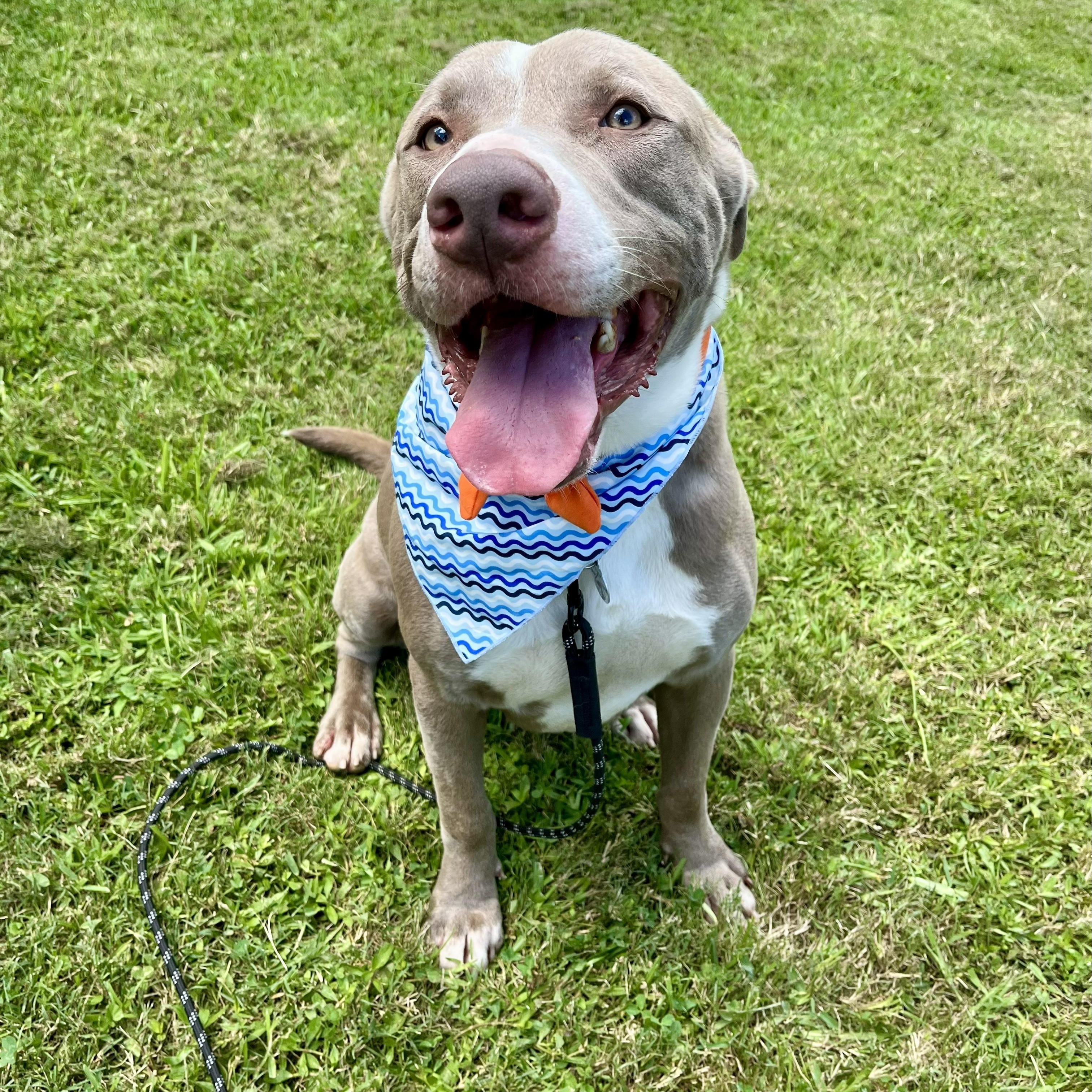 Enlarge Kano, an adopted American Staffordshire Terrier in Euless, TX image 2/6