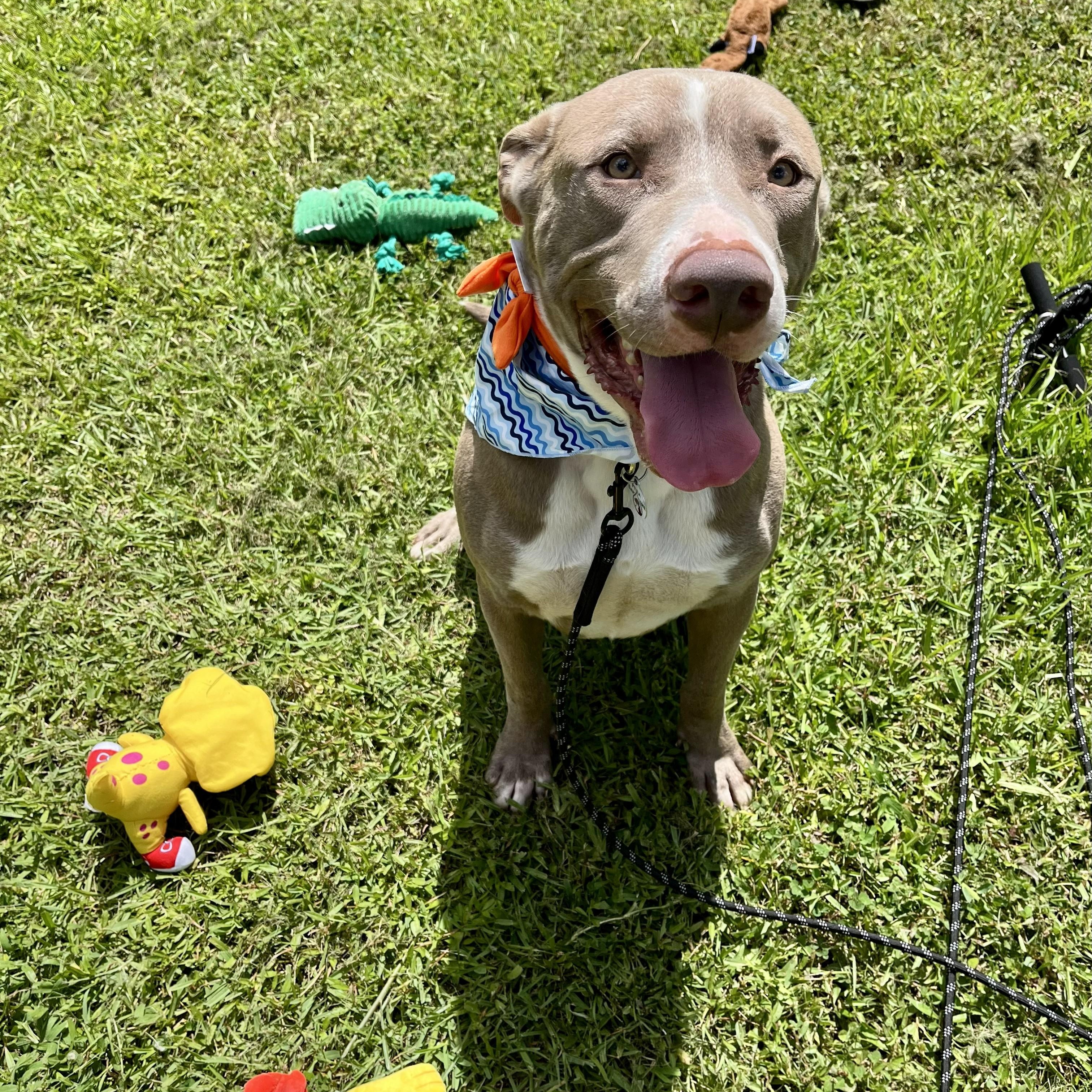 Enlarge Kano, an adopted American Staffordshire Terrier in Euless, TX image 3/6