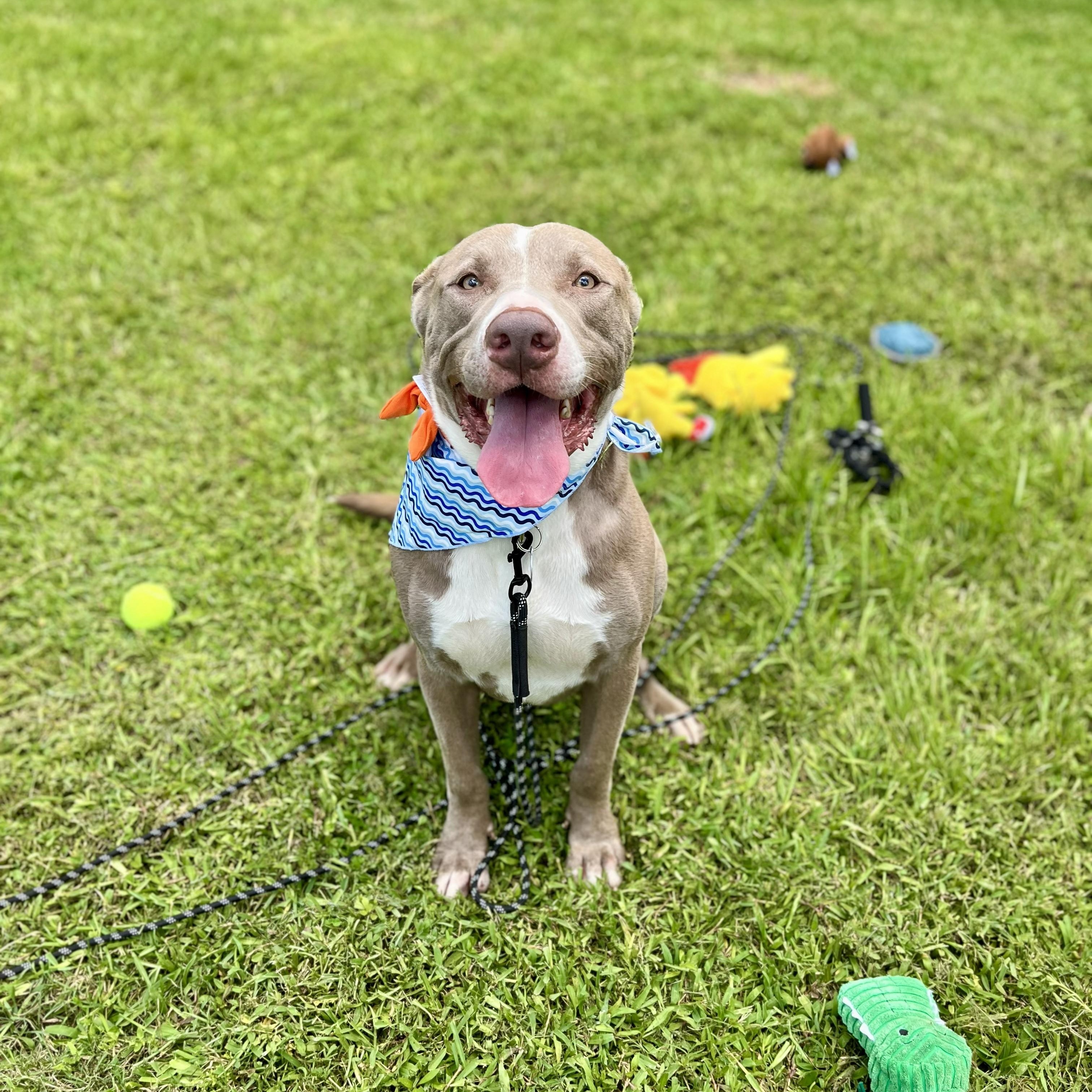 Enlarge Kano, an adopted American Staffordshire Terrier in Euless, TX image 4/6