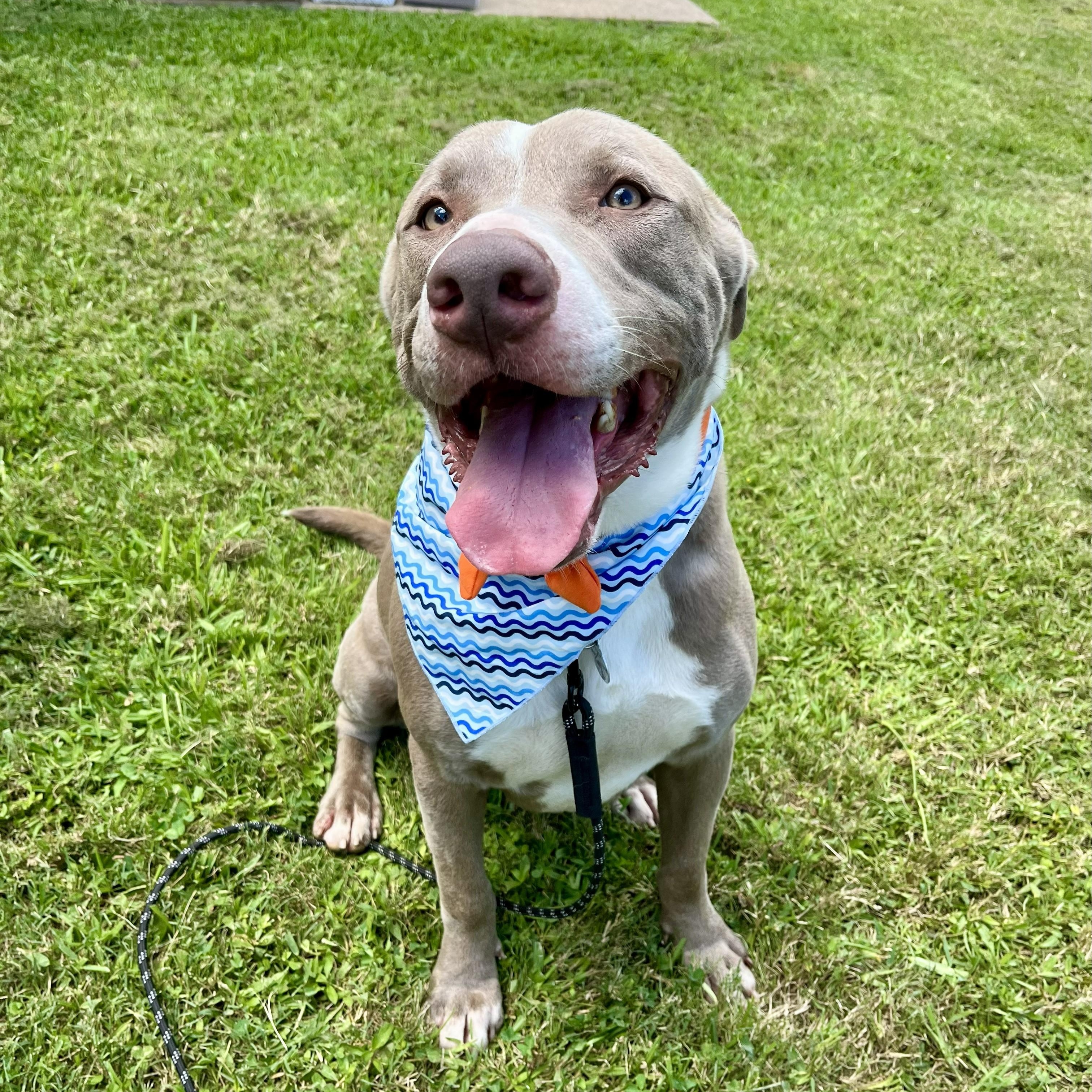 Enlarge Kano, an adopted American Staffordshire Terrier in Euless, TX image 5/6