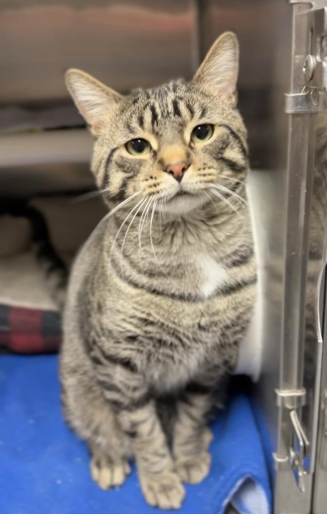 Apex, a Adoptable mixed breed in Bemidji, MN image 1/2