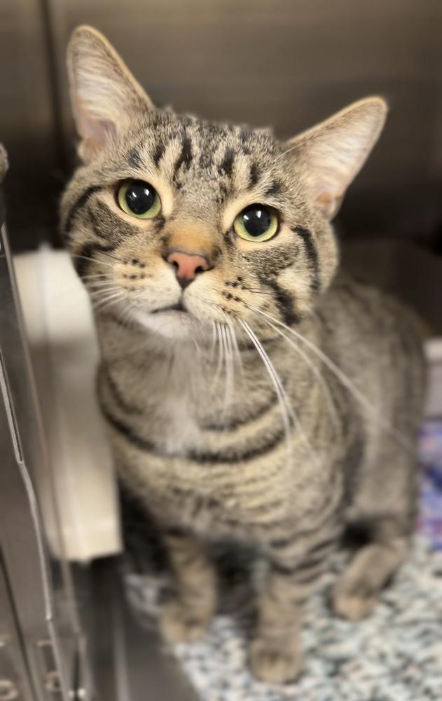 Apex, a Adoptable mixed breed in Bemidji, MN image 2/2