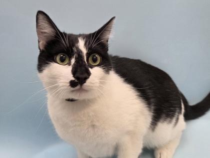 Dennis, Adoptable, Young Male Domestic Short Hair & Domestic Short Hair.