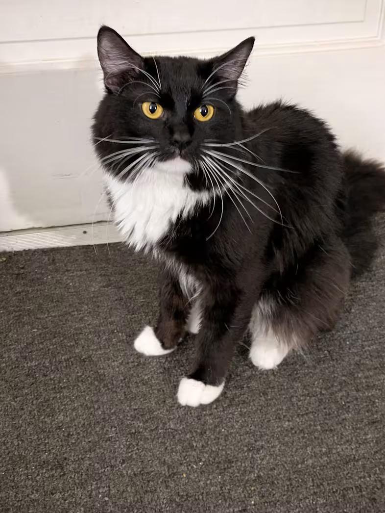 Possum - Sponsored, ADOPTABLE, Young Male Tuxedo.