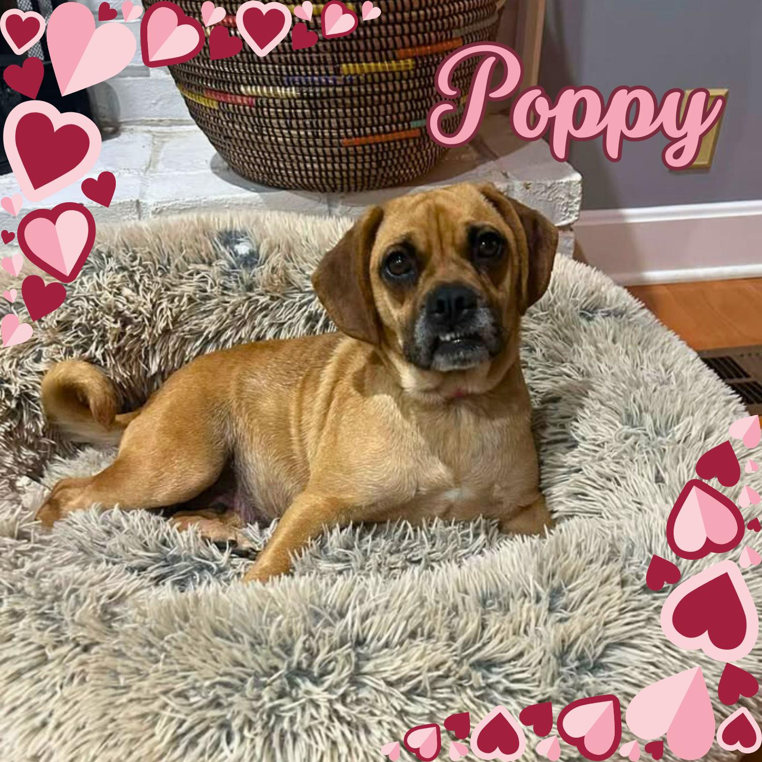 Poppy, ADOPTABLE, Adult Female Puggle.