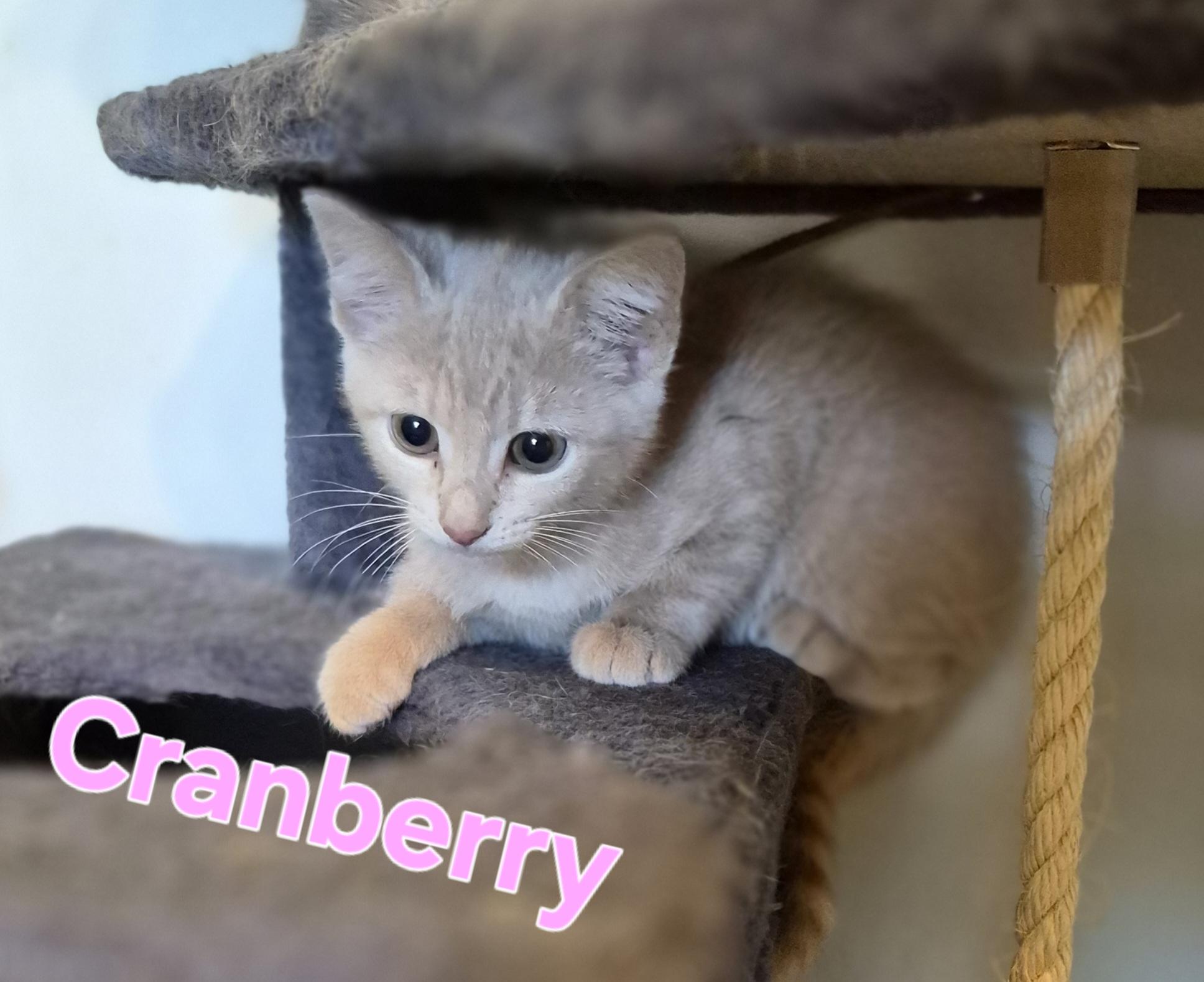 Cranberry, Adoptable, Kitten Female Domestic Short Hair.