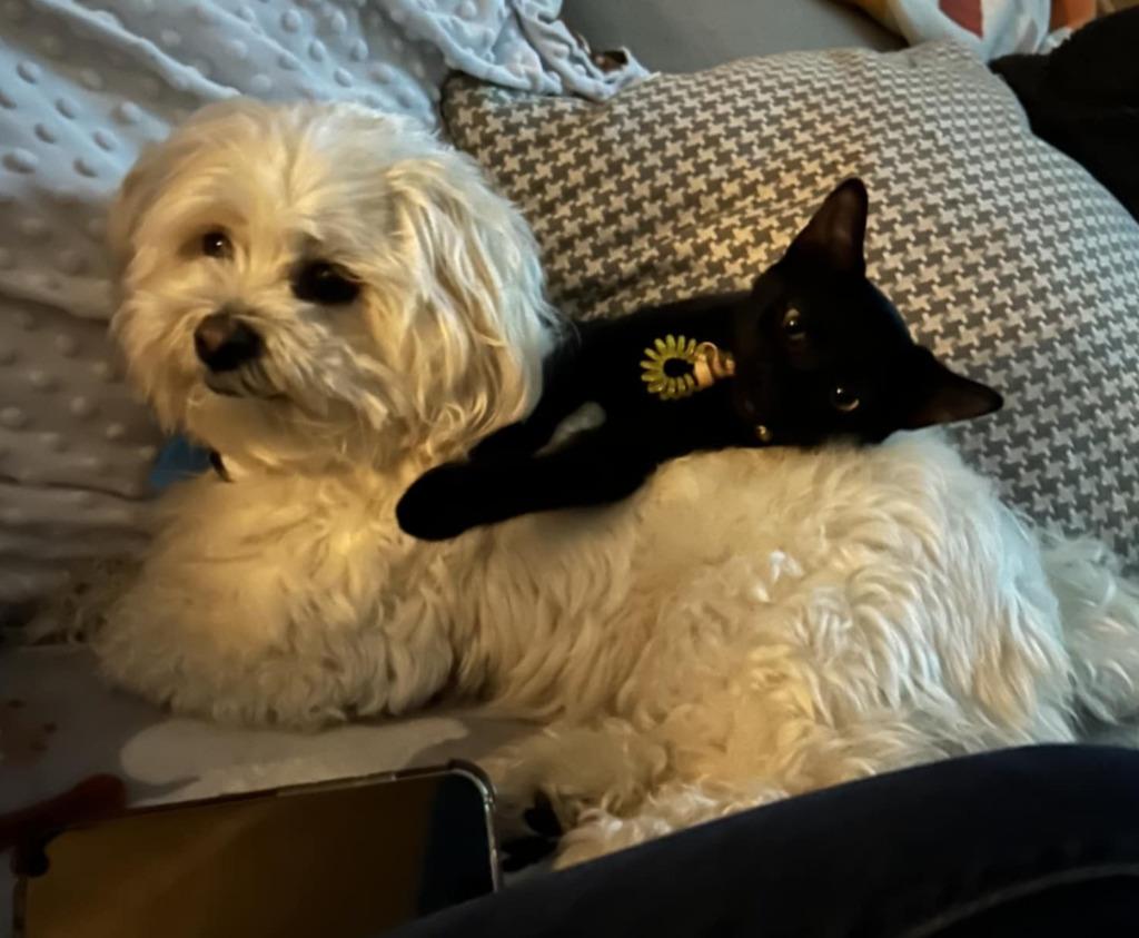 Enlarge Clementine, a Adopted mixed breed in Warren, MI image 1/4