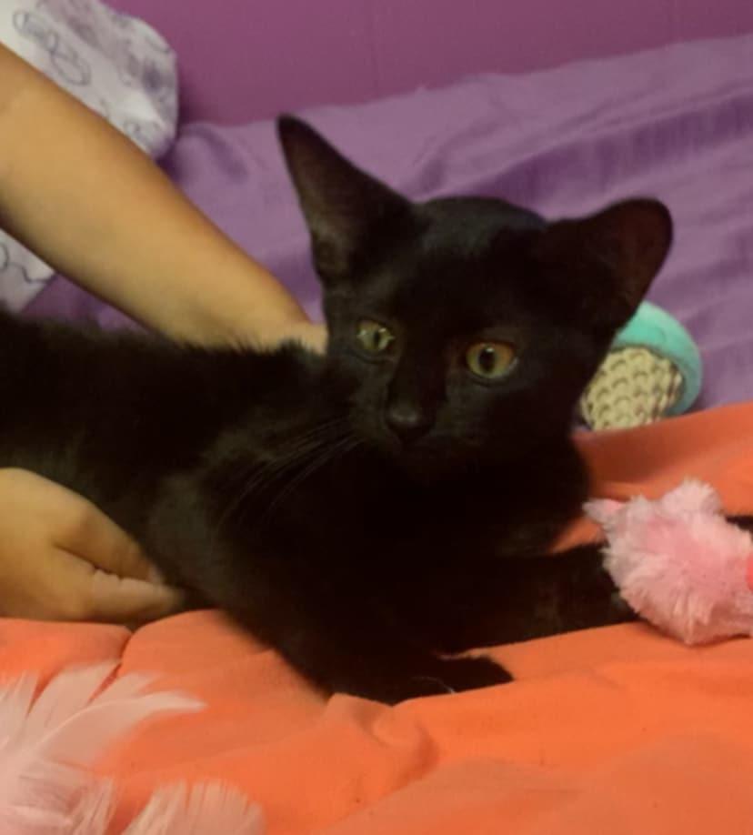 Enlarge Clementine, a Adopted mixed breed in Warren, MI image 2/4