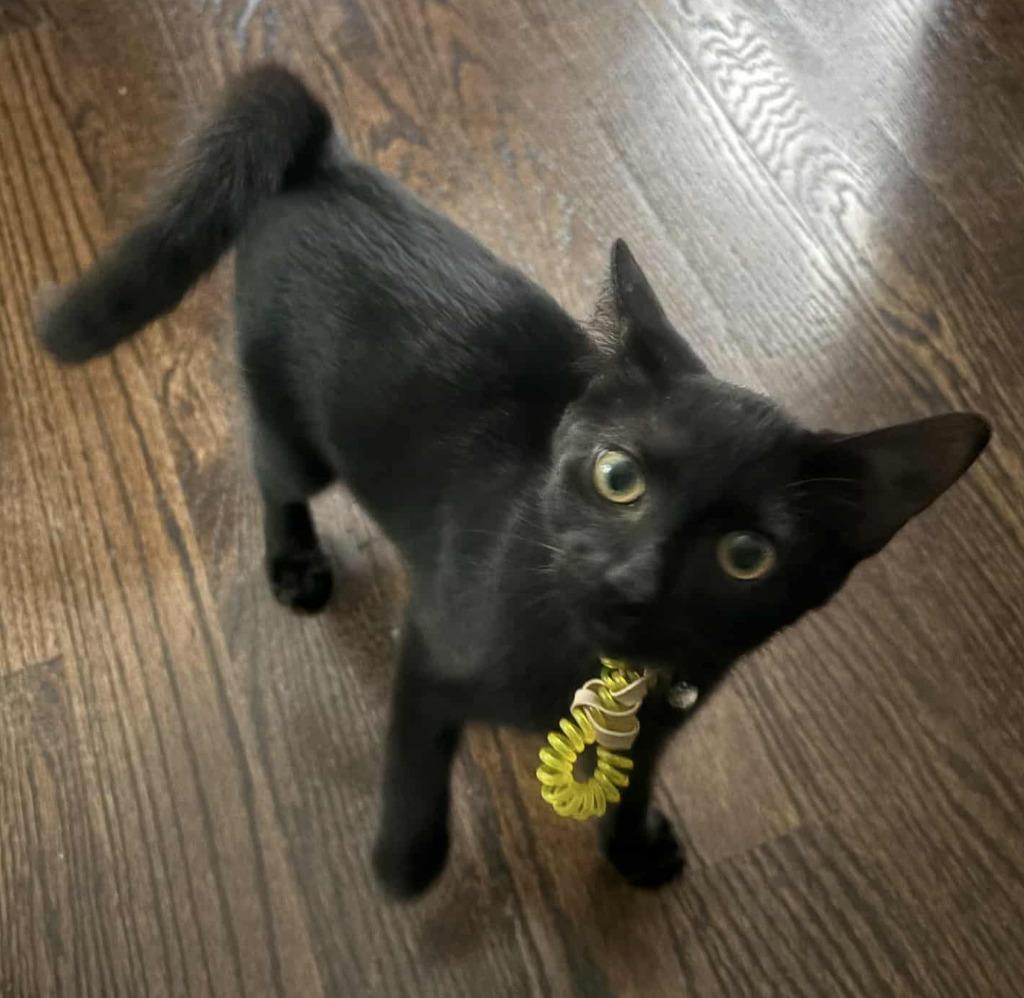 Clementine, a Adoptable mixed breed in Warren, MI image 1/4