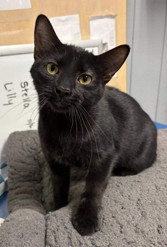 Clementine, a Adoptable mixed breed in Warren, MI image 3/4