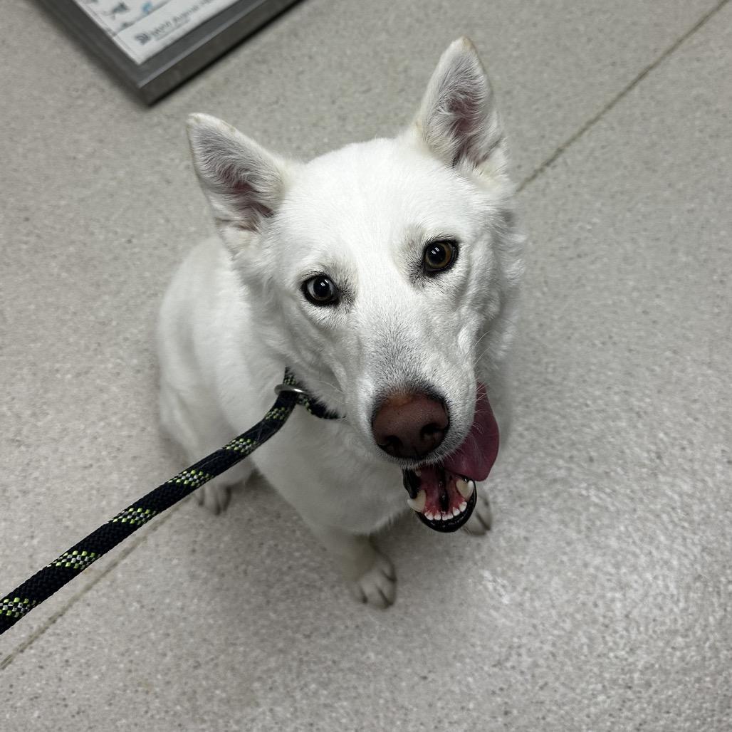Enlarge Winter "Winnie", a Adoptable Siberian Husky in Murray, UT image 1/1