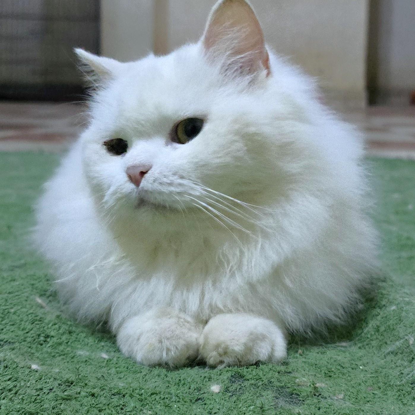 LUCY the Living Doll - foster or adopt, ADOPTABLE, Adult Female Persian.