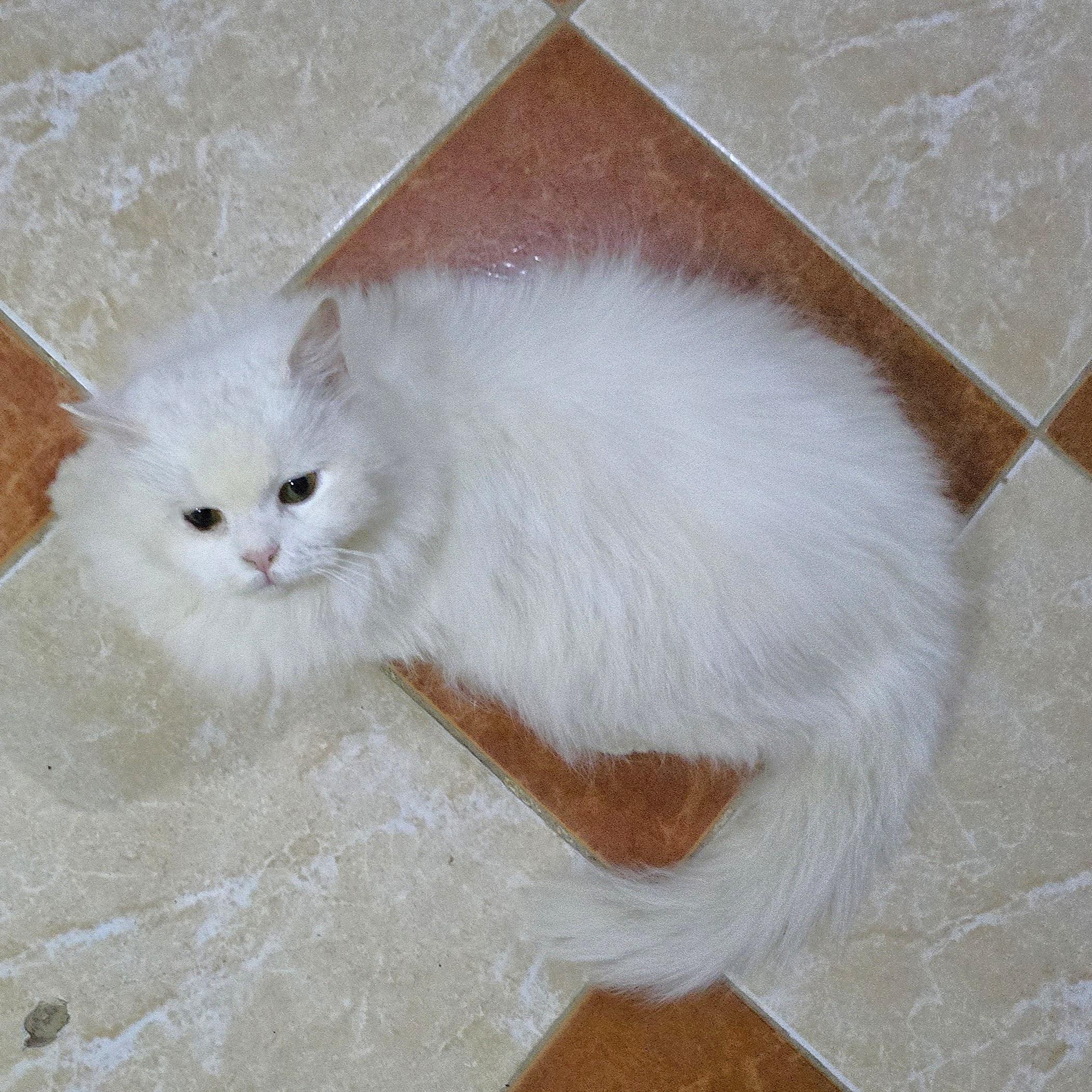 LUCY the Living Doll - foster or adopt, a ADOPTABLE Persian in Mississauga, ON image 3/6