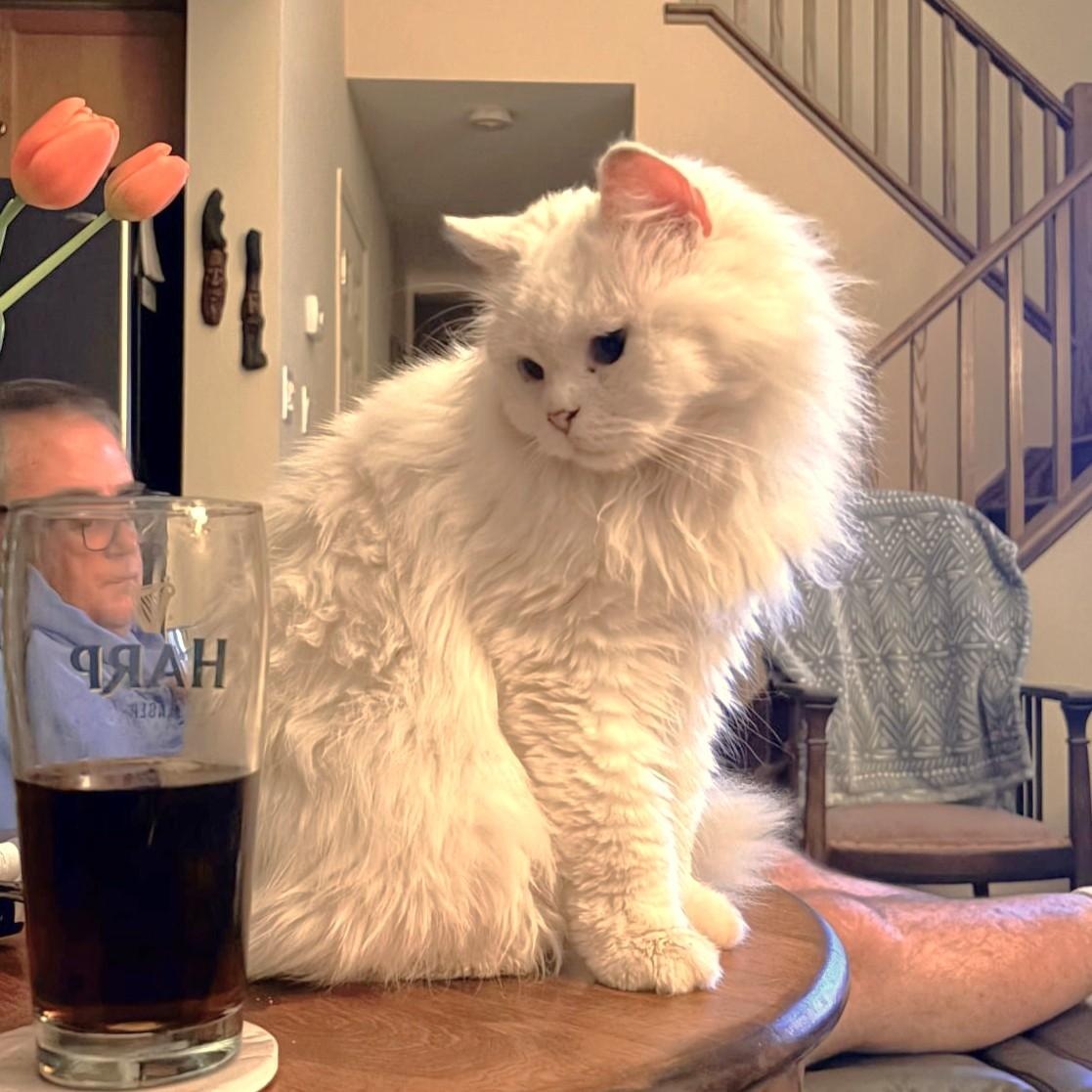 LUCY the Living Doll, adoptable, Adult Female Persian.