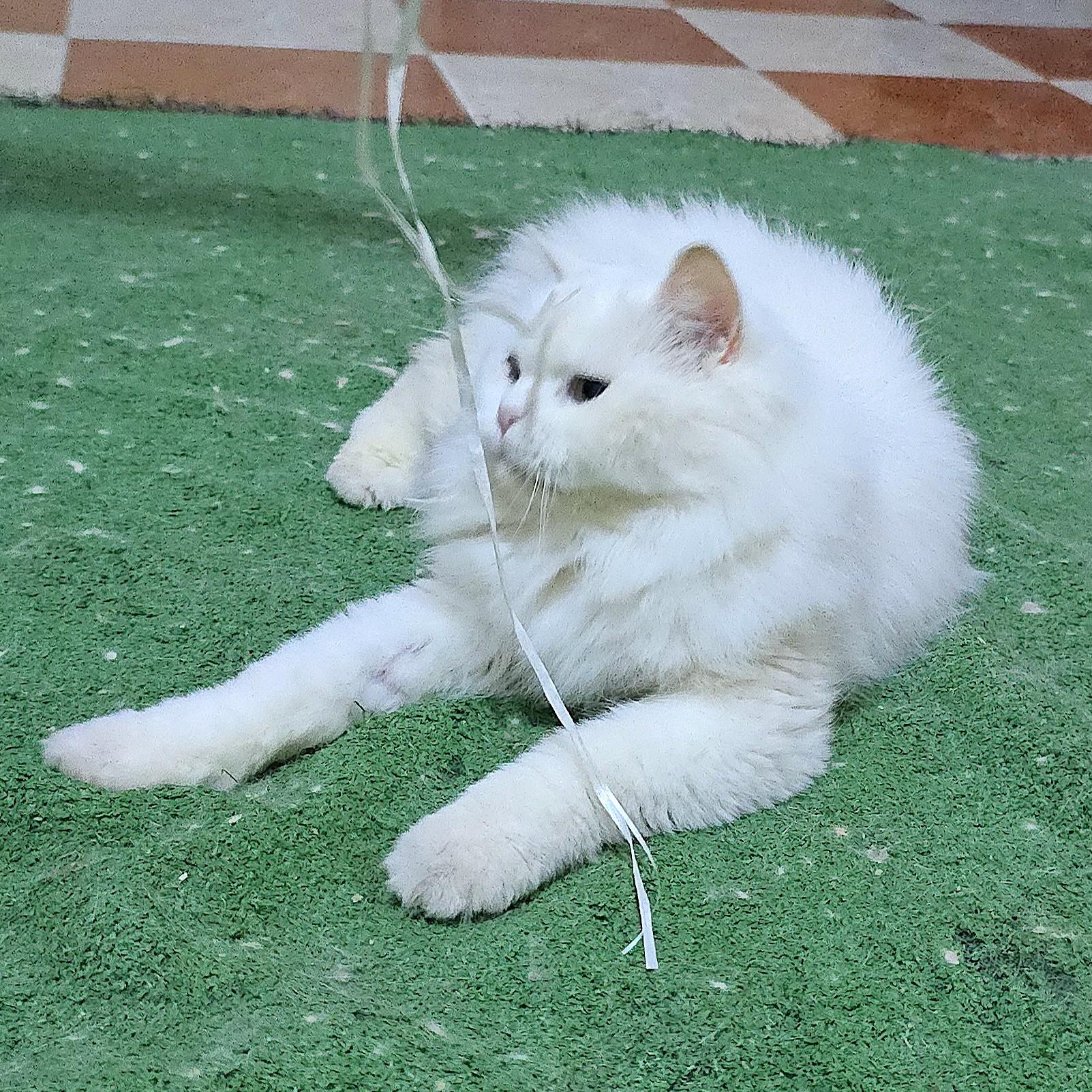 LUCY the Living Doll - foster or adopt, a ADOPTABLE Persian in Mississauga, ON image 4/6