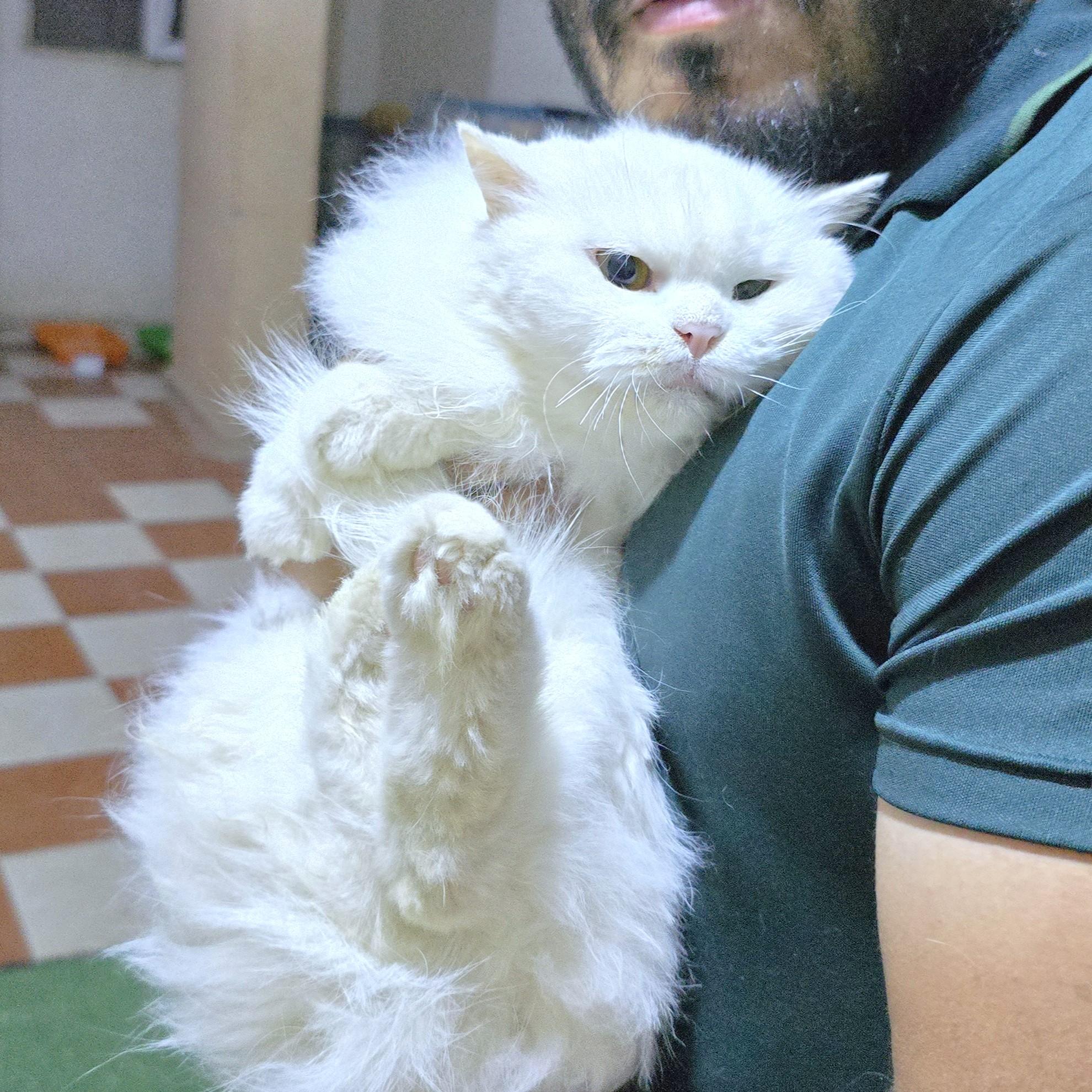 LUCY the Living Doll - foster or adopt, a ADOPTABLE Persian in Mississauga, ON image 5/6