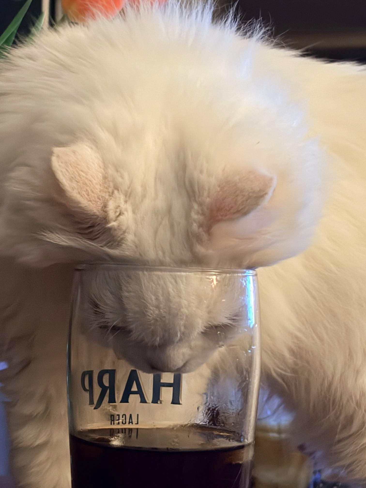 Enlarge LUCY the Living Doll, an adopted Persian in Mississauga, ON image 5/6