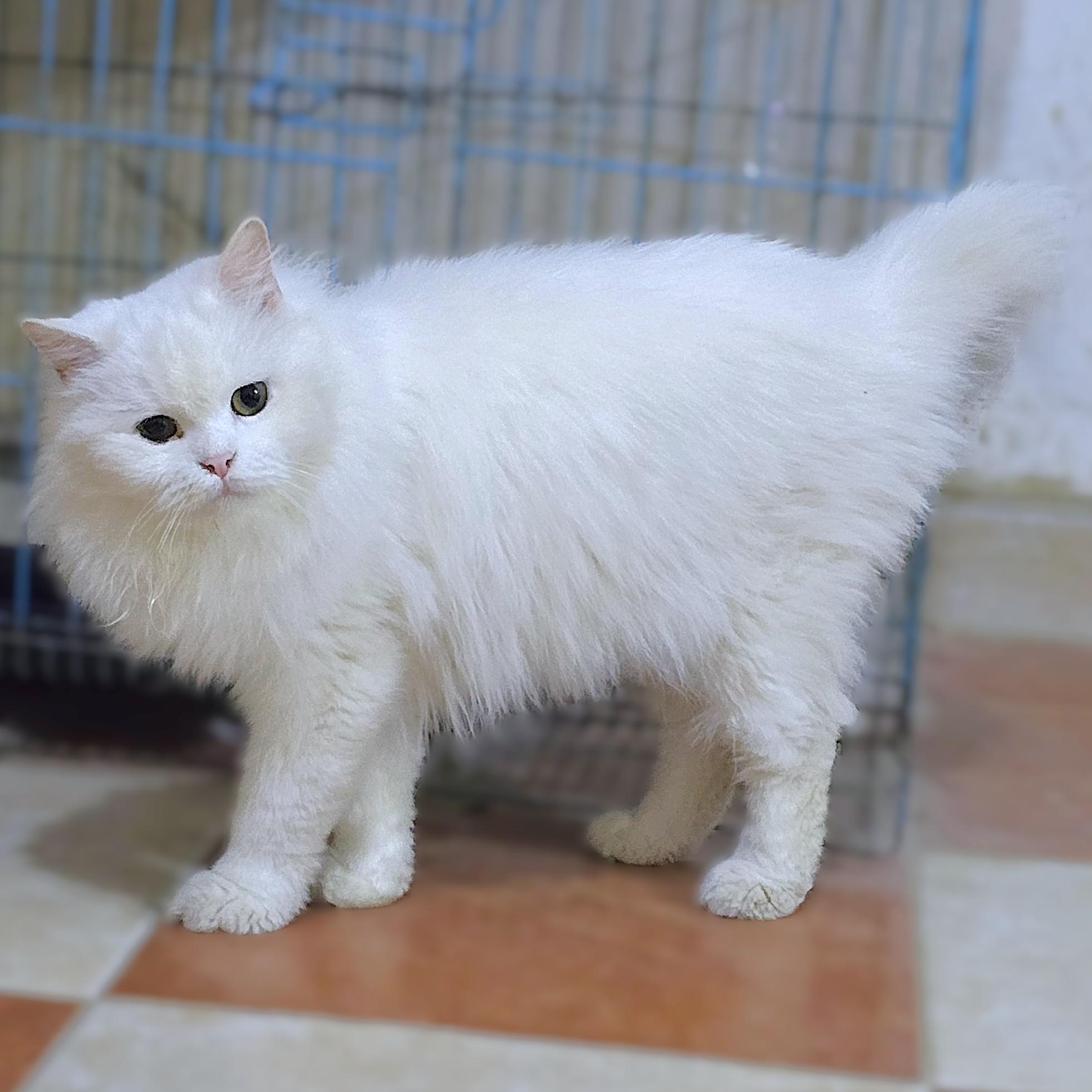LUCY the Living Doll - foster or adopt, a ADOPTABLE Persian in Mississauga, ON image 6/6