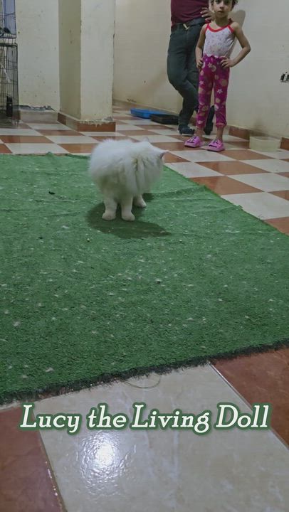 Enlarge LUCY the Living Doll - foster or adopt, a ADOPTABLE Persian in Mississauga, ON video 2/6