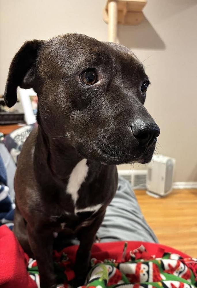 Precious, Adoptable, Adult Female Pit Bull Terrier.