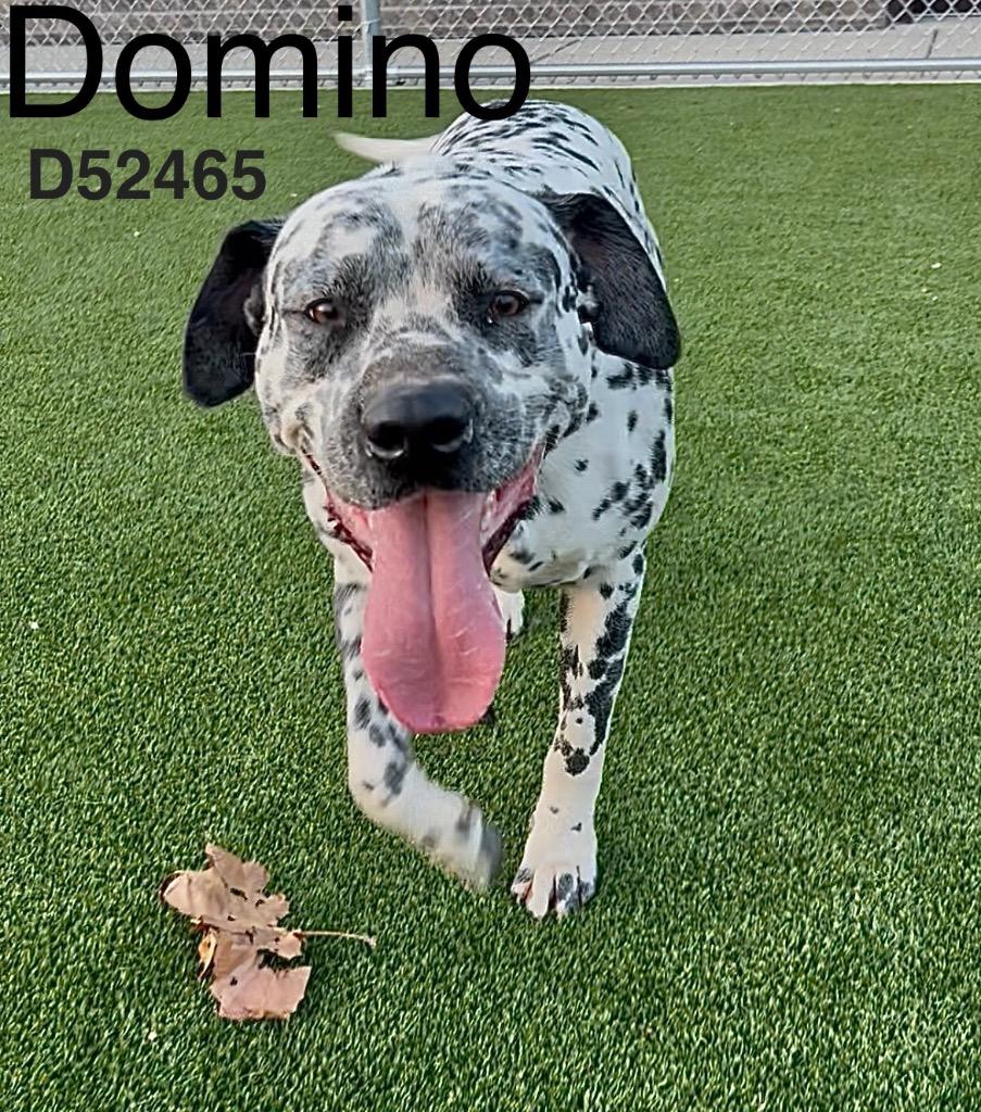 Enlarge Domino, a Adoptable mixed breed in Clarksville, TN image 1/1
