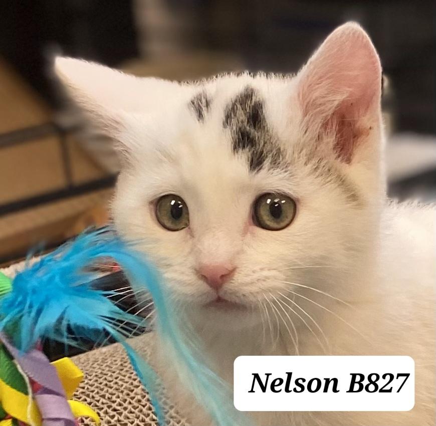 Enlarge Nelson, a ADOPTABLE Domestic Medium Hair in Morganton, NC image 1/1