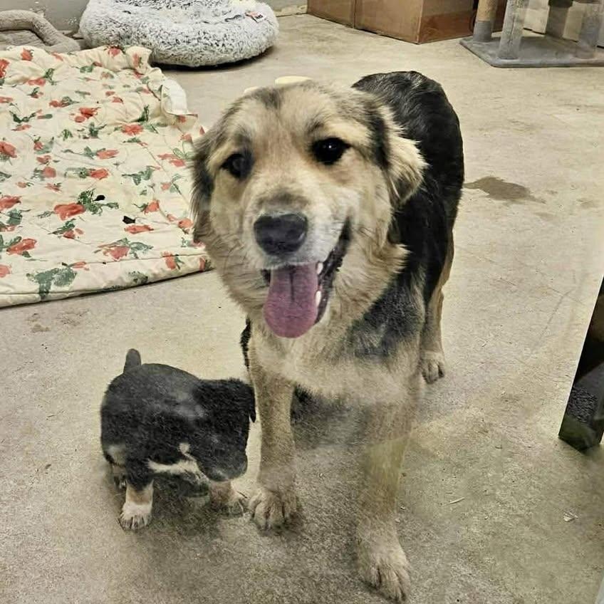 Enlarge Amelia (20260211-01), an adopted mixed breed in Niagara on the Lake, ON image 2/5