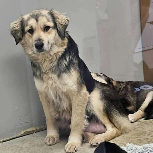 Enlarge Amelia (20260211-01), an adopted mixed breed in Niagara on the Lake, ON image 5/5