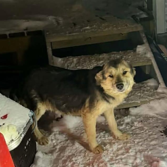 Enlarge Amelia (20260211-01), an adopted mixed breed in Niagara on the Lake, ON image 3/5