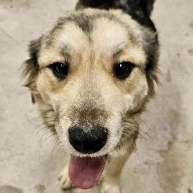 Enlarge Amelia (20260211-01), an adopted mixed breed in Niagara on the Lake, ON image 4/5