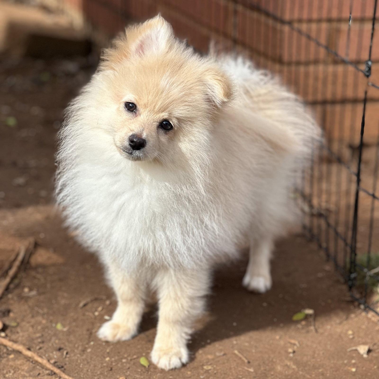 Peanut, a Adopted Pomeranian in Garland, TX image 1/3
