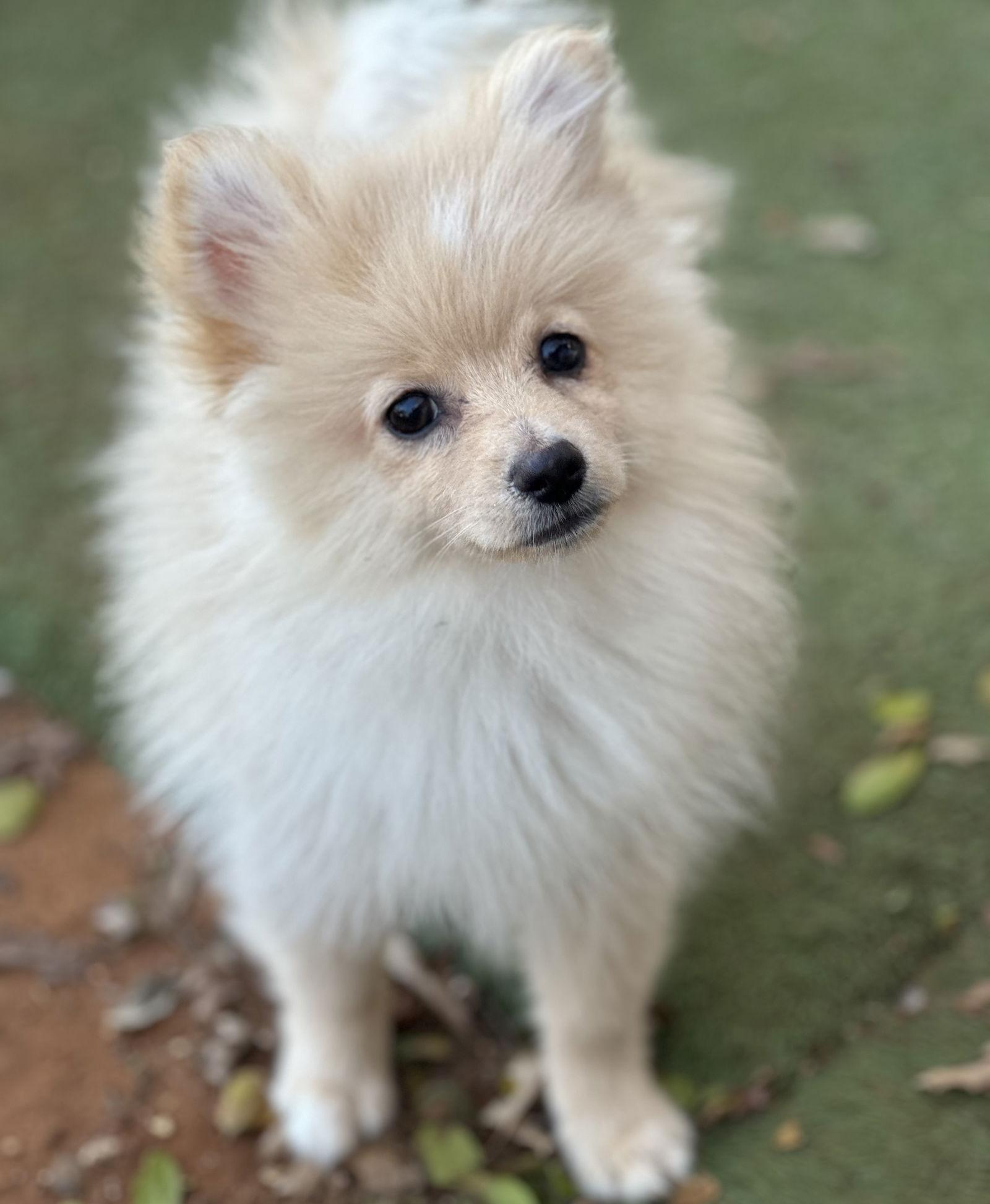 Peanut, a Adopted Pomeranian in Garland, TX image 3/3