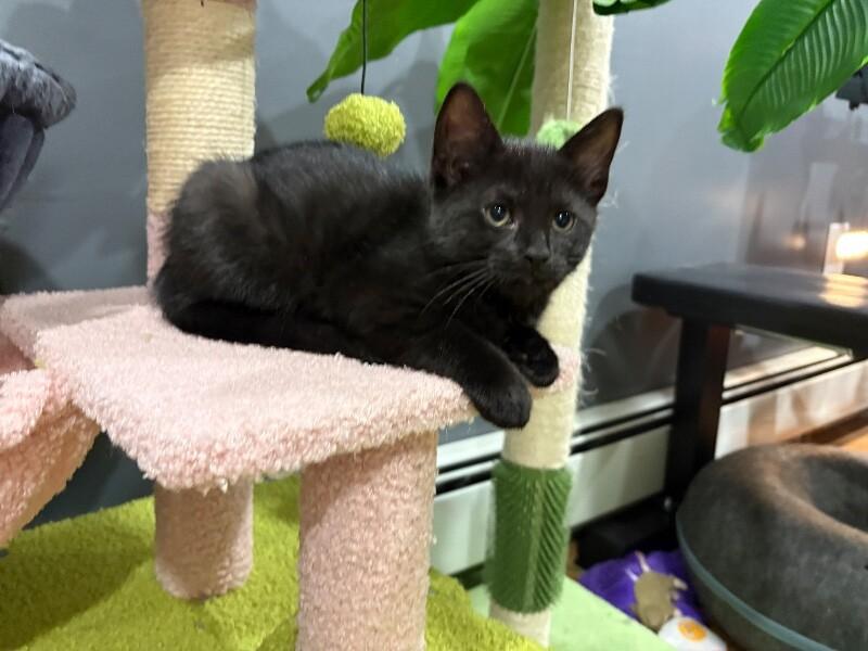 Jameson, Adoptable, Young Female Domestic Short Hair.