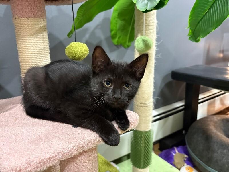 Enlarge Jameson, a Adoptable Domestic Short Hair in North Babylon, NY image 3/4