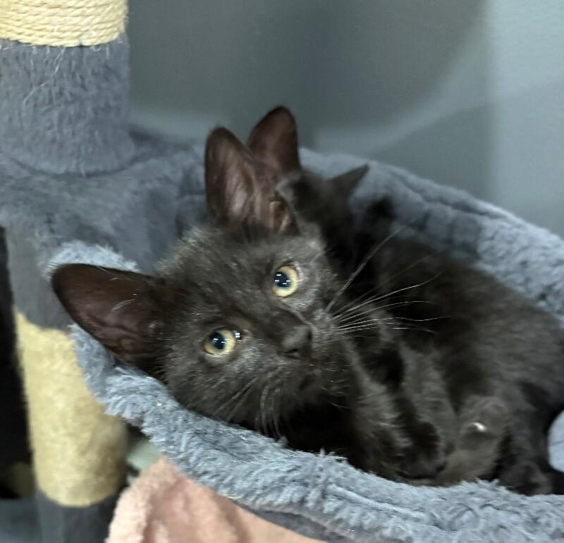 Enlarge Jameson, a Adoptable Domestic Short Hair in North Babylon, NY image 4/4