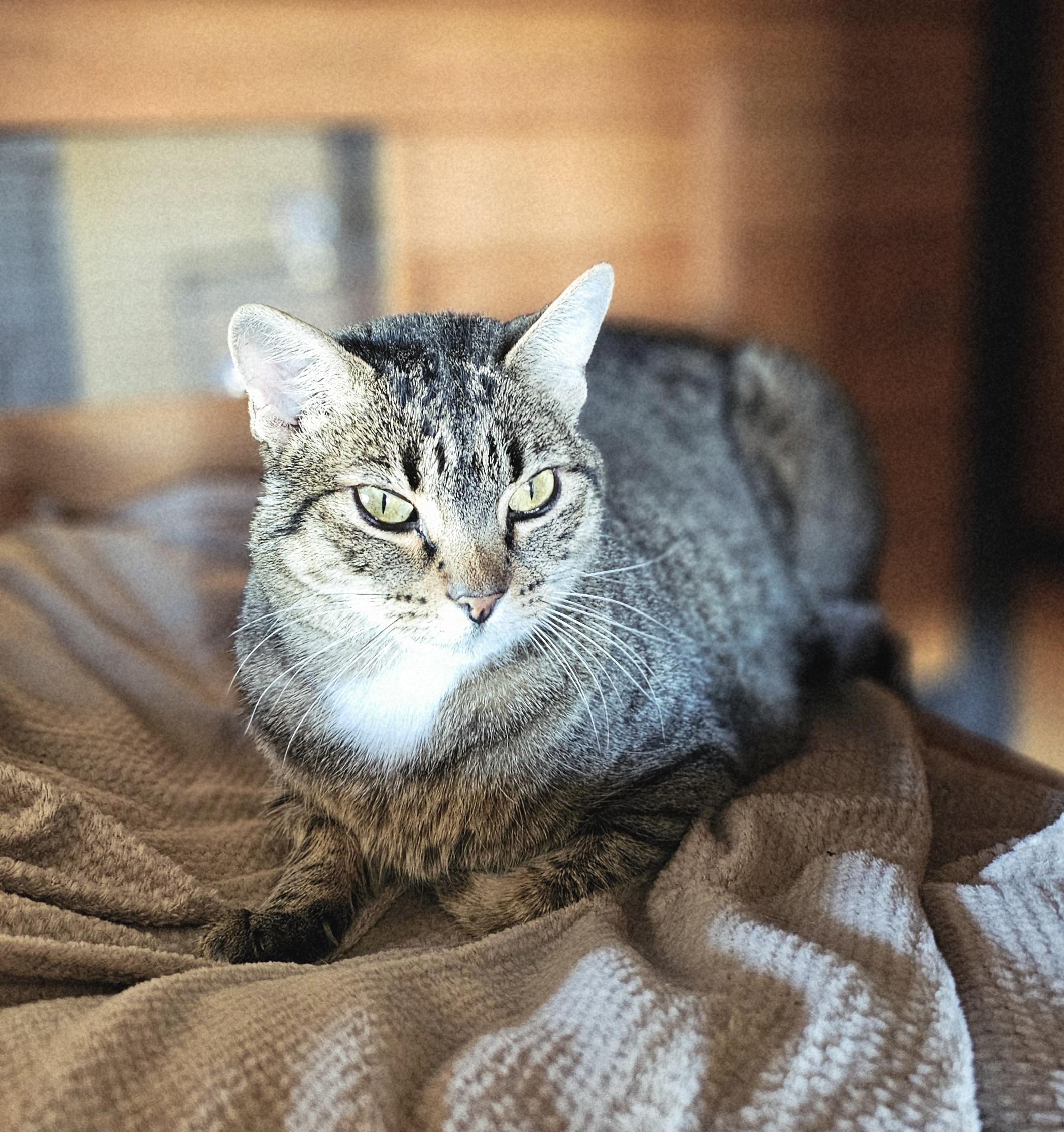 Francesca, an adoptable Domestic Short Hair in Pinedale, WY, 82941 | Photo Image 1