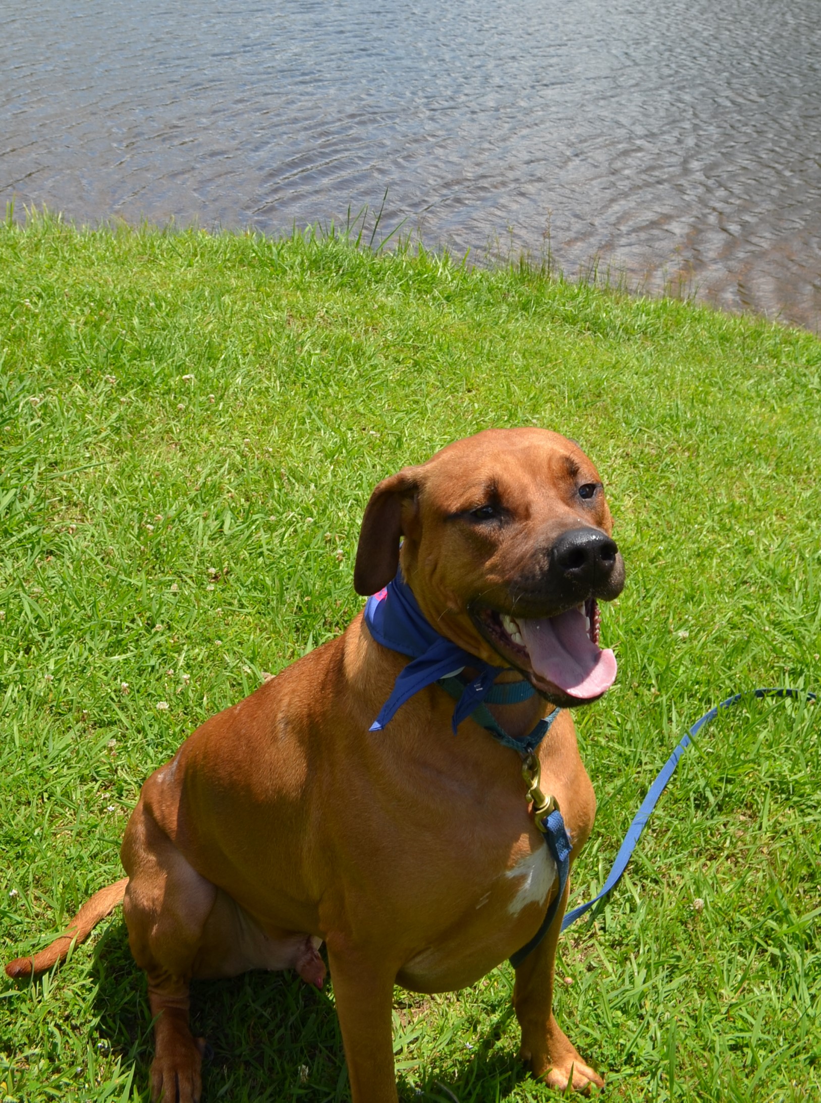 Enlarge Lincoln Leroy, a Adoptable mixed breed in Chelsea, AL image 2/11