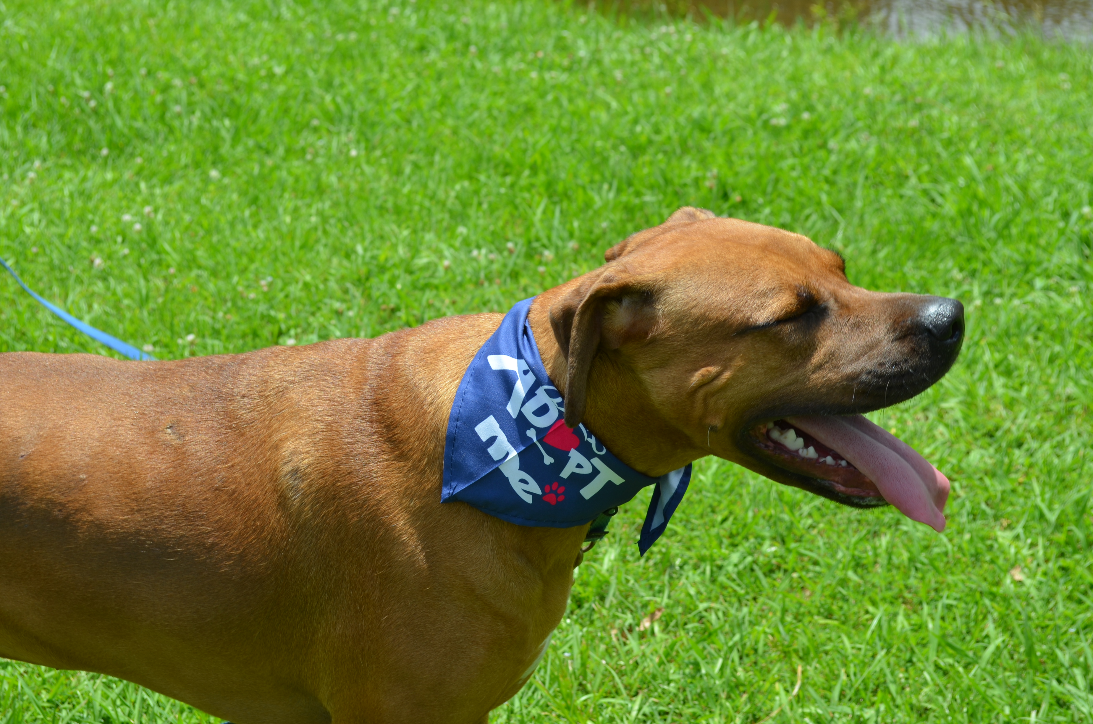 Enlarge Lincoln Leroy, a Adoptable mixed breed in Chelsea, AL image 3/11