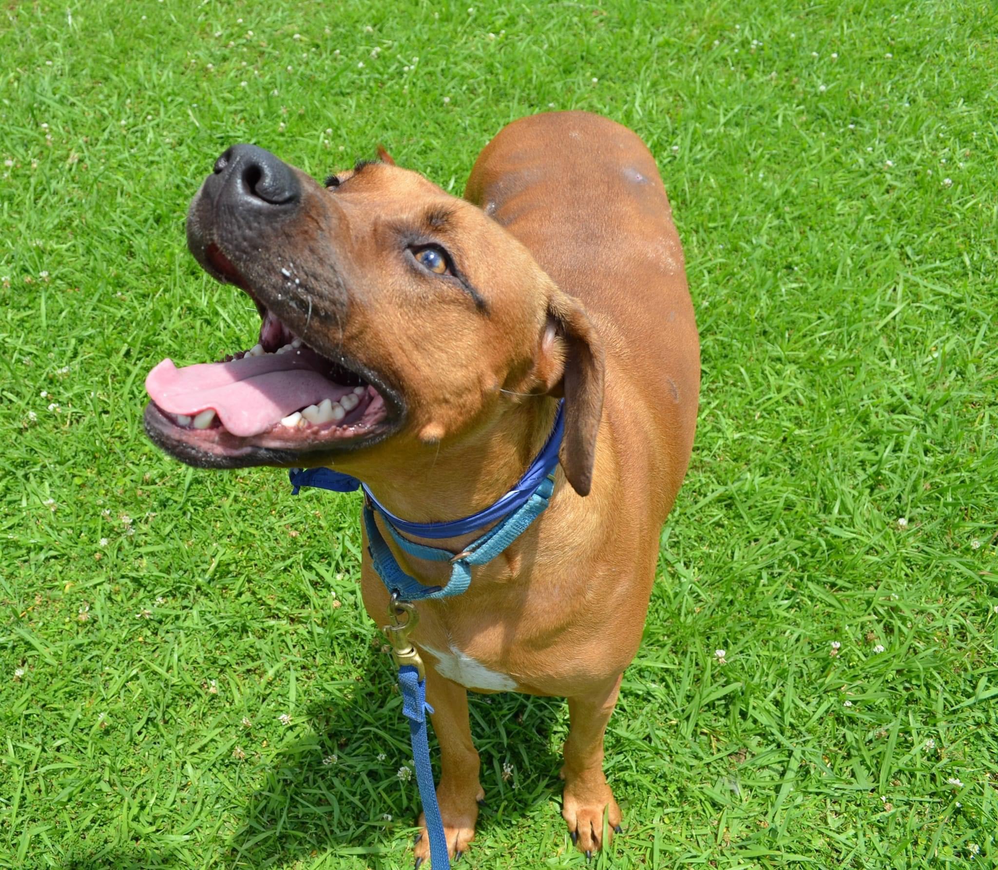 Enlarge Lincoln Leroy, a Adoptable mixed breed in Chelsea, AL image 4/11