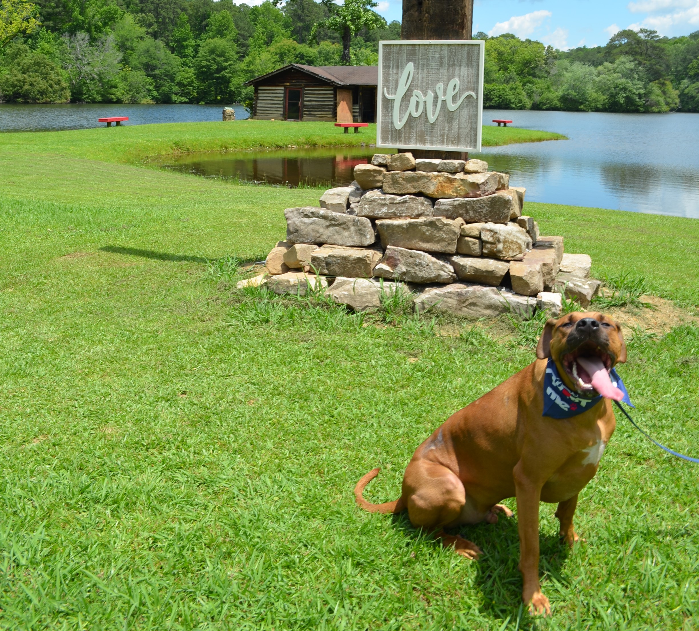 Enlarge Lincoln Leroy, a Adoptable mixed breed in Chelsea, AL image 5/11