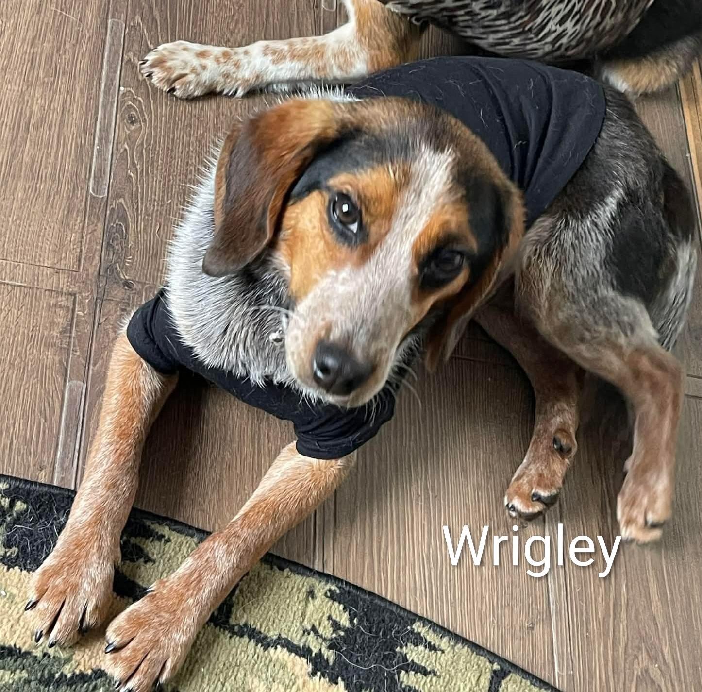 Enlarge Wrigley, a ADOPTABLE Beagle in Stoughton, MA image 1/1