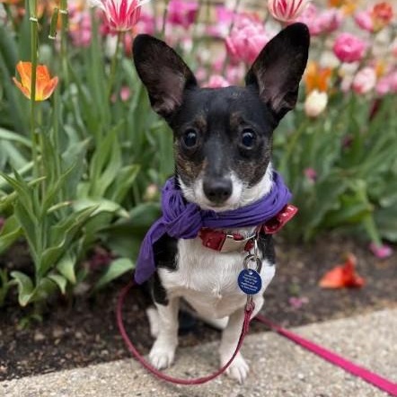 Willis, adopted, Adult Male Chihuahua & Corgi.