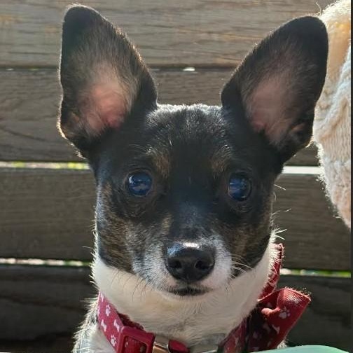 Enlarge Willis, an adopted mixed breed in Barrington Hills, IL image 4/4