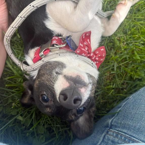 Enlarge Willis, an adopted mixed breed in Barrington Hills, IL image 2/4