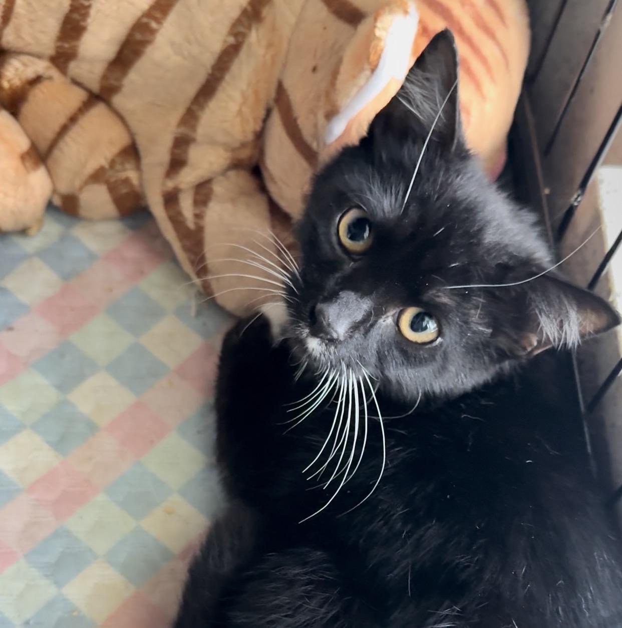 Enlarge Solo, Rhythm, Melody and Song, a Adoptable mixed breed in Bangor, ME image 3/5