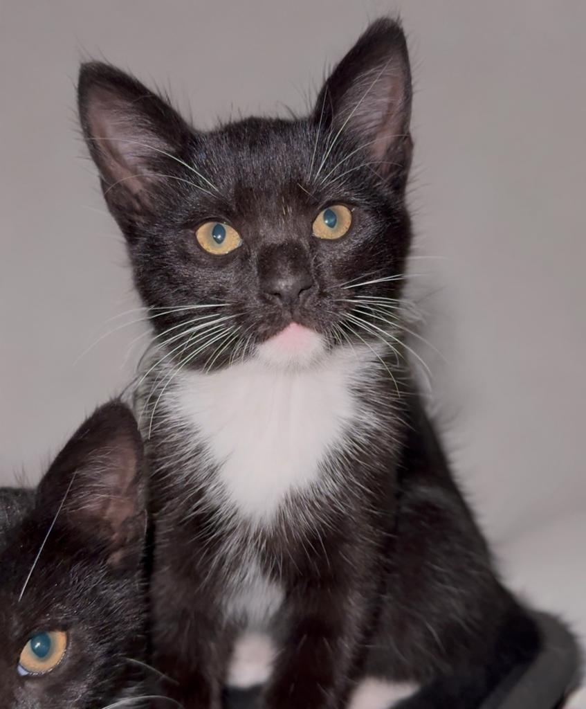 Enlarge Solo, Rhythm, Melody and Song, a Adoptable mixed breed in Bangor, ME image 1/5