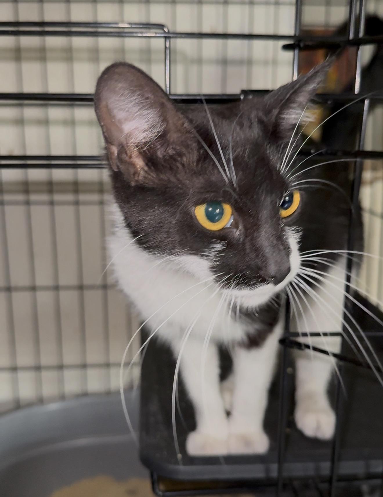 Enlarge Solo, Rhythm, Melody and Song, a Adoptable mixed breed in Bangor, ME image 5/5