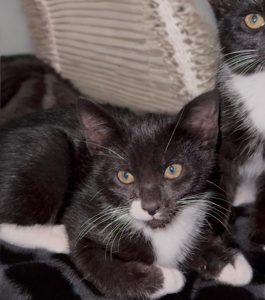 Enlarge Solo, Rhythm, Melody and Song, a Adoptable mixed breed in Bangor, ME image 2/5