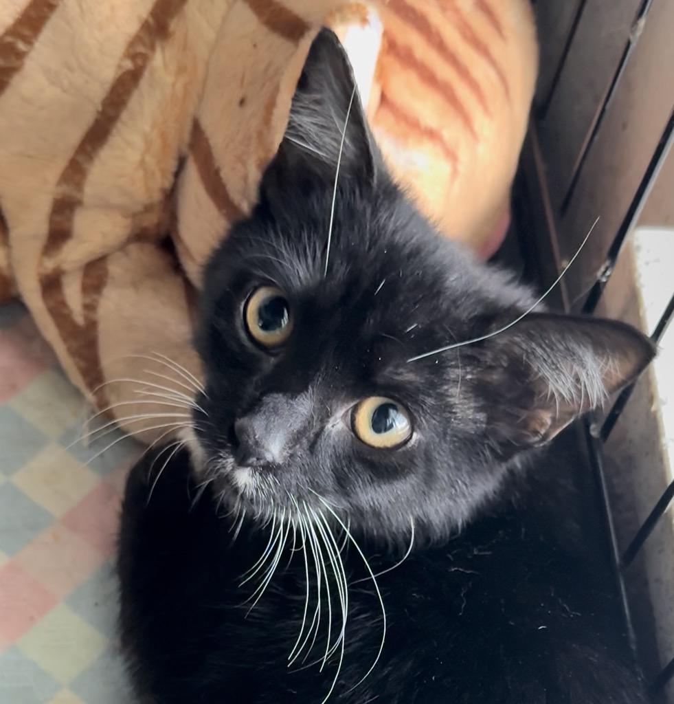 Enlarge Solo, Rhythm, Melody and Song, a Adoptable mixed breed in Bangor, ME image 4/5