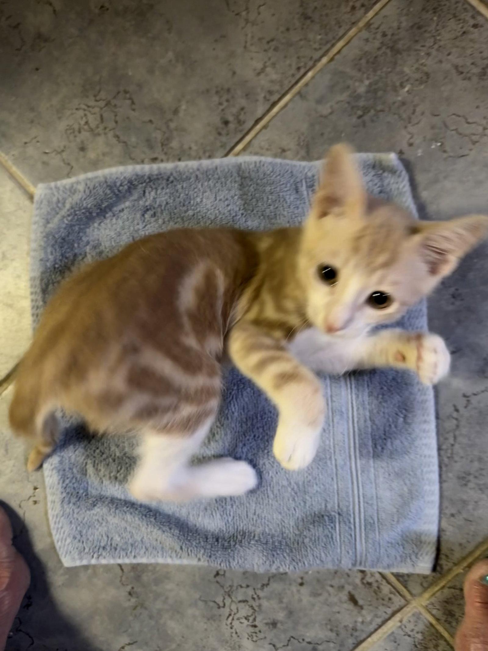 Enlarge Angelo ( JJ), a Adoptable Tabby in Vallejo, CA image 1/3